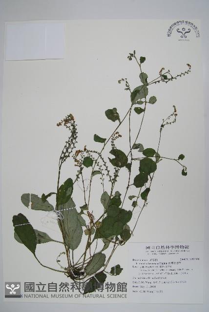 臺灣附地草藏品圖，第1張