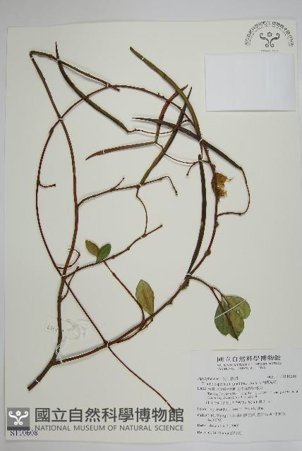 細梗絡石藏品圖，第1張