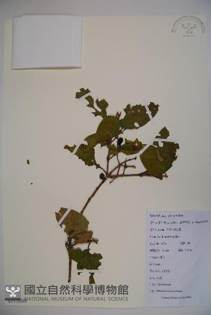 登錄號:S111608藏品圖，第1張