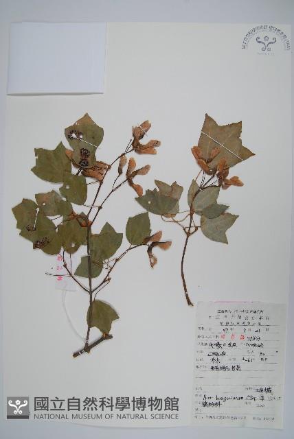 三角楓藏品圖，第1張