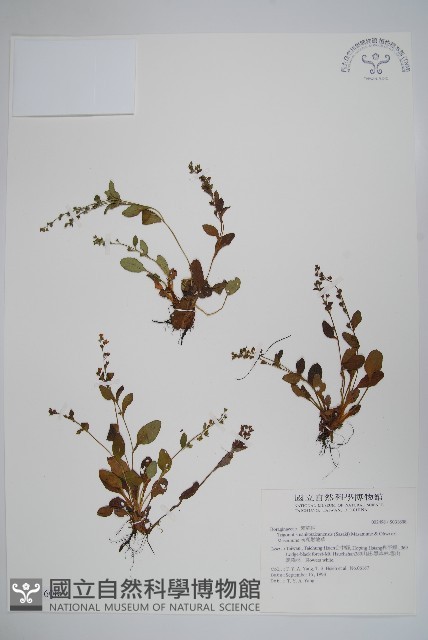 南湖附地草藏品圖，第1張