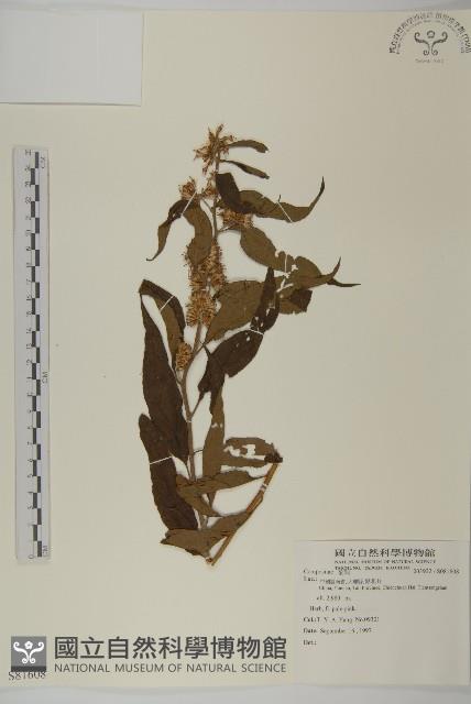 登錄號:S081608藏品圖，第1張