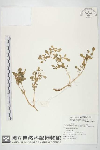 星果佛甲草藏品圖，第1張