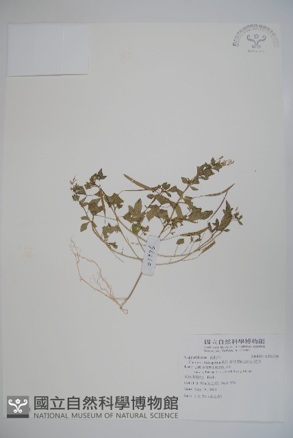 平伏莖白花菜、成功白花菜藏品圖，第1張