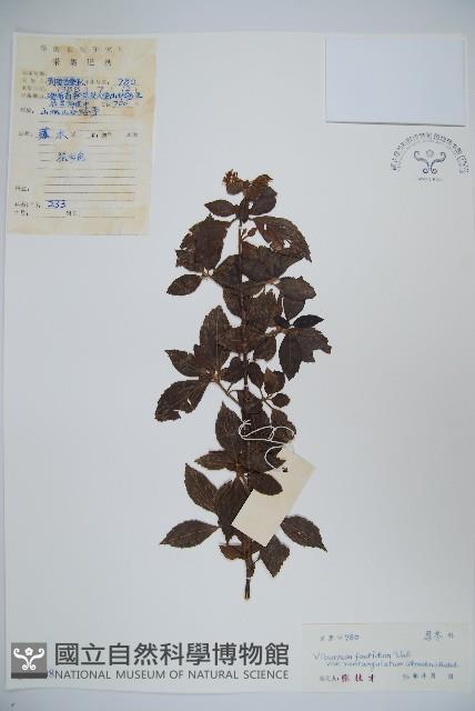 狹葉莢迷藏品圖，第1張