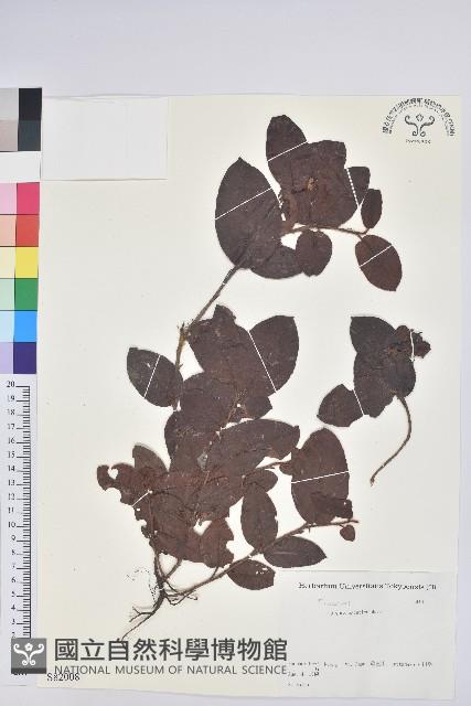 登錄號:S082008藏品圖，第1張