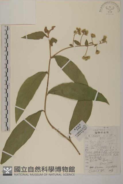 薄葉艾納香藏品圖，第1張