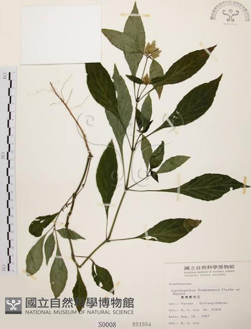 臺灣鱗球花藏品圖，第1張