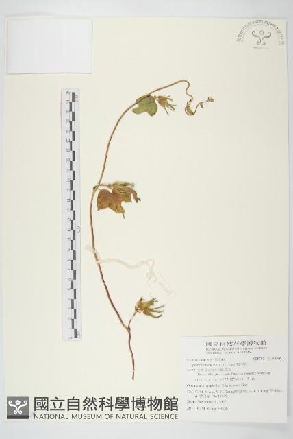 碗仔花藏品圖，第1張