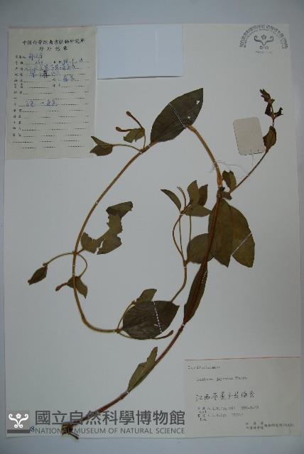 忍冬、金銀花藏品圖，第1張