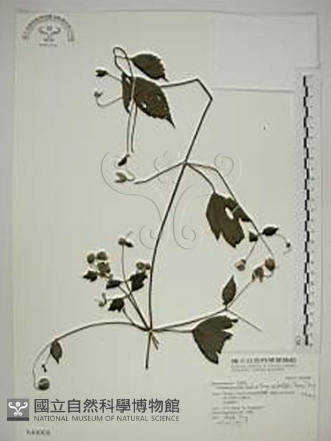 巴氏鐵線蓮藏品圖，第1張