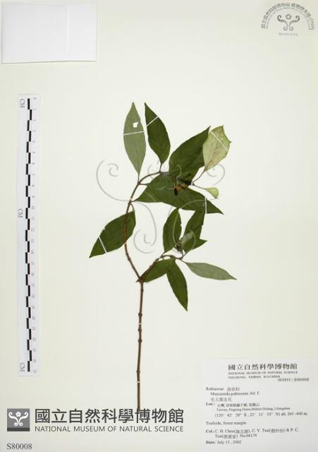 毛玉葉金花藏品圖，第1張