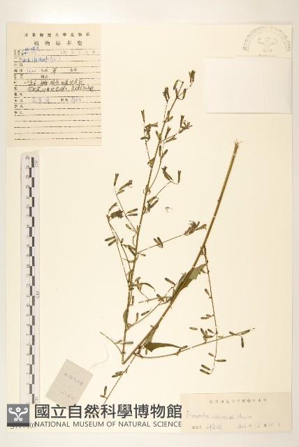 盤果菊藏品圖，第1張