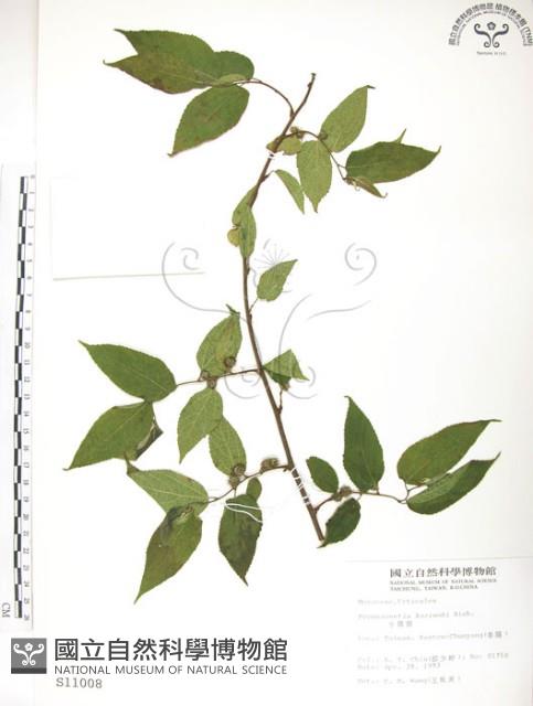 小構樹藏品圖，第1張