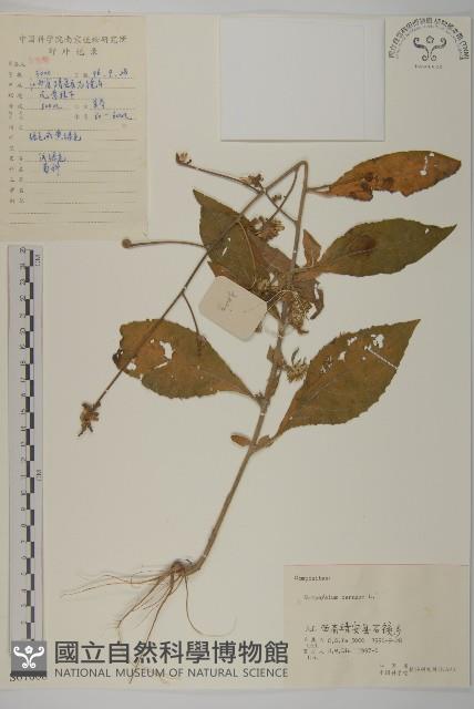 杓兒菜藏品圖，第1張