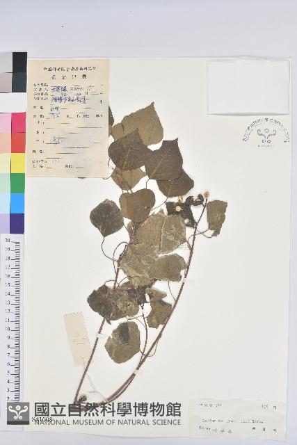 烏臼藏品圖，第1張