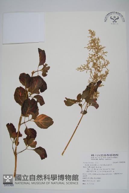 酒丹參、圓葉洋莧藏品圖，第1張