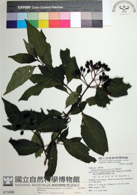 台北玉葉金花藏品圖，第1張