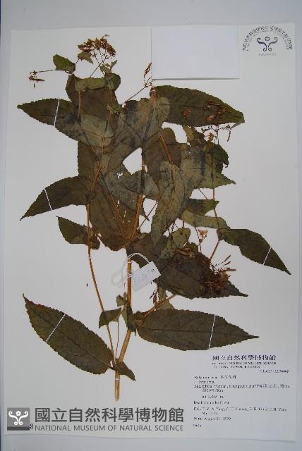 登錄號:S074008藏品圖，第1張