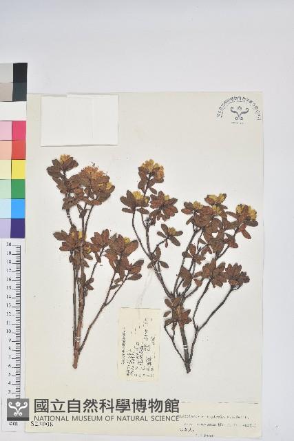 金黃杜鵑藏品圖，第1張