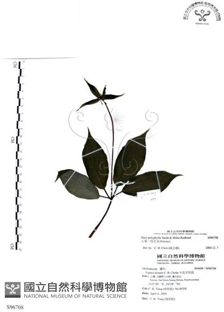 七葉一枝花藏品圖，第1張