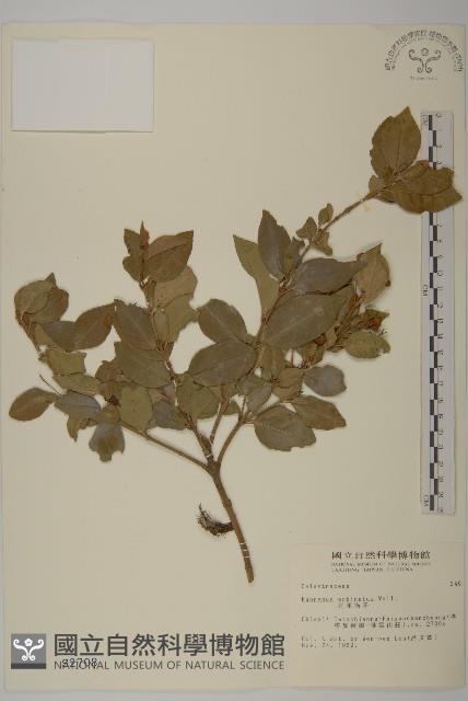 刺果衛矛藏品圖，第1張