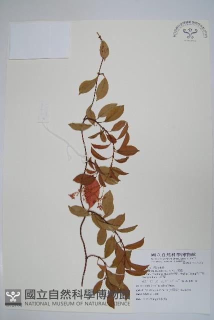 酸藤藏品圖，第1張