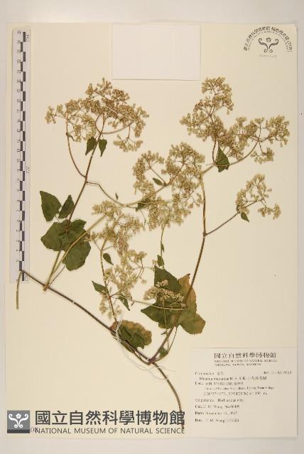 小花蔓澤蘭藏品圖，第1張