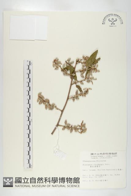 鄧氏胡頹子藏品圖，第1張