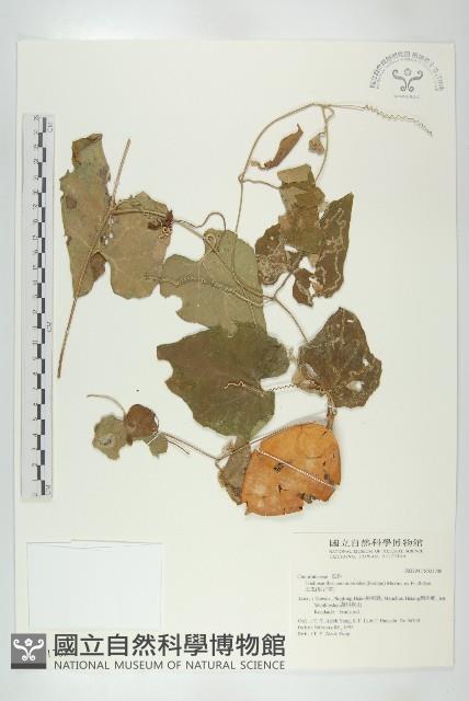 王瓜藏品圖，第1張