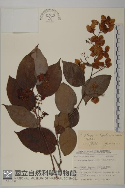 Accession Number:S031708 Collection Image, Figure 1, Total 2 Figures