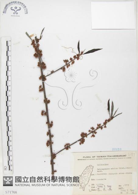 水麻藏品圖，第1張