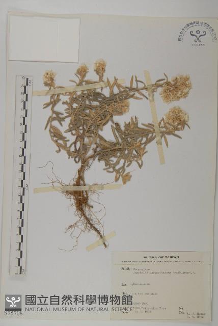 抱莖籟簫藏品圖，第1張