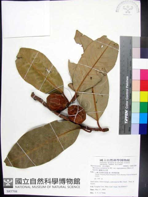 蘭嶼肉豆蔻藏品圖，第1張