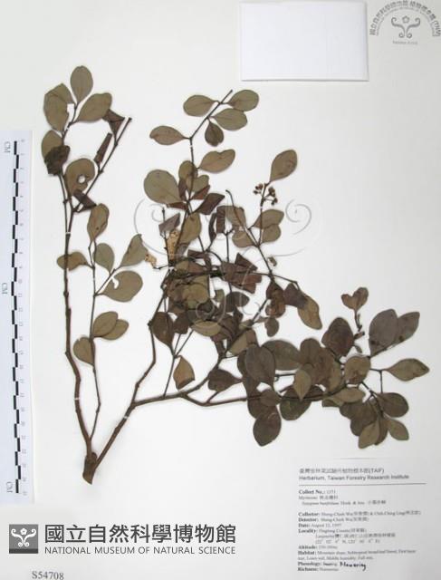 小葉赤楠藏品圖，第1張