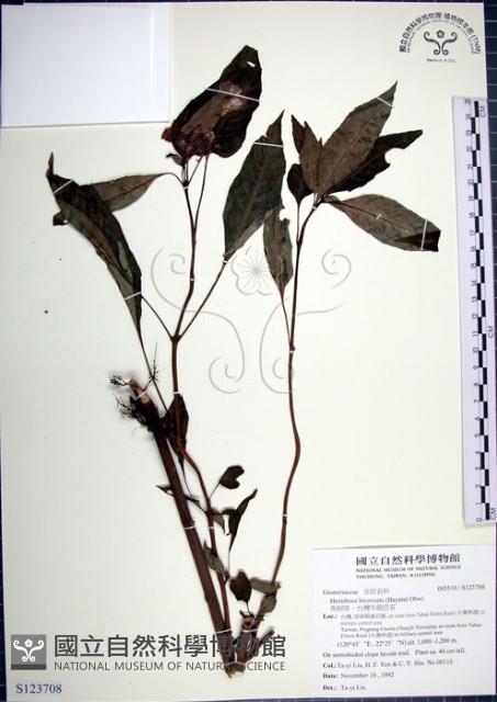 角桐草、台灣半蒴苣苔藏品圖，第1張