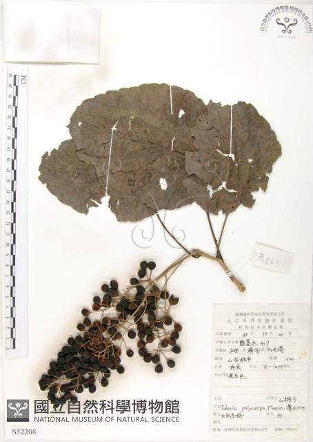 山桐子藏品圖，第1張