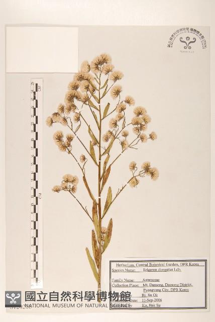 長莖非蓬藏品圖，第1張