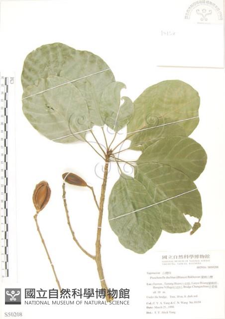 蘭嶼山欖, 大葉樹青藏品圖，第1張