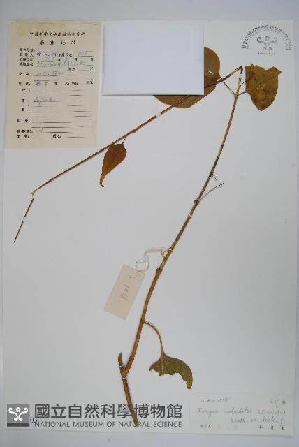 多花磚子苖藏品圖，第1張