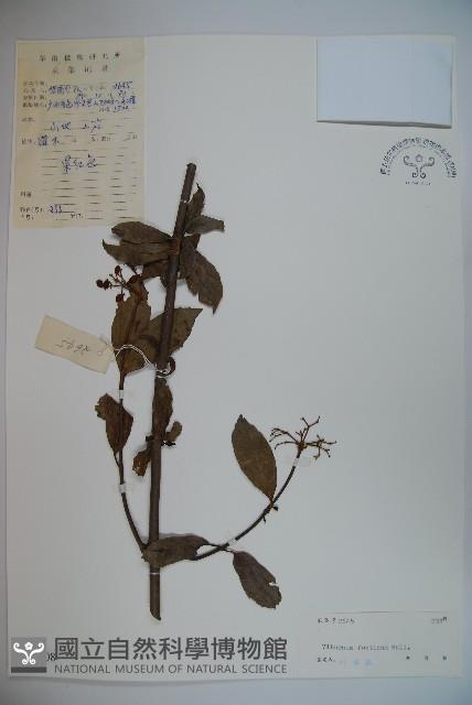 臭莢迷藏品圖，第1張