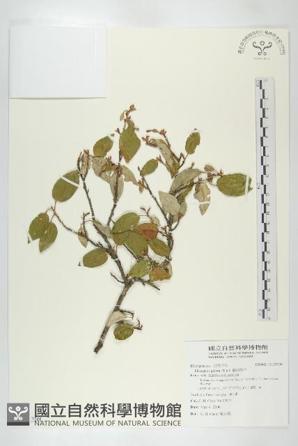 藤胡頹子藏品圖，第1張