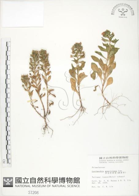 茅毛珍珠菜藏品圖，第1張