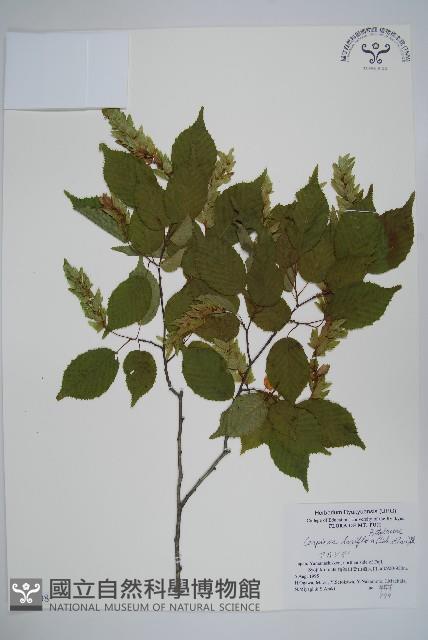 登錄號:S051208藏品圖，第1張