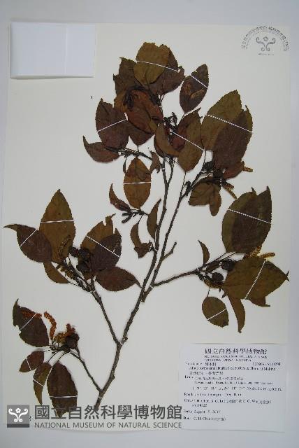 臺灣赤楊、臺灣榿木藏品圖，第1張