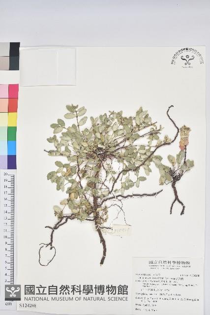 濱大戟藏品圖，第1張