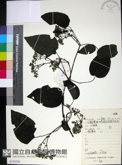 麥氏鐵線蓮藏品圖，第1張