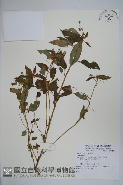 登錄號:S074208藏品圖，第1張