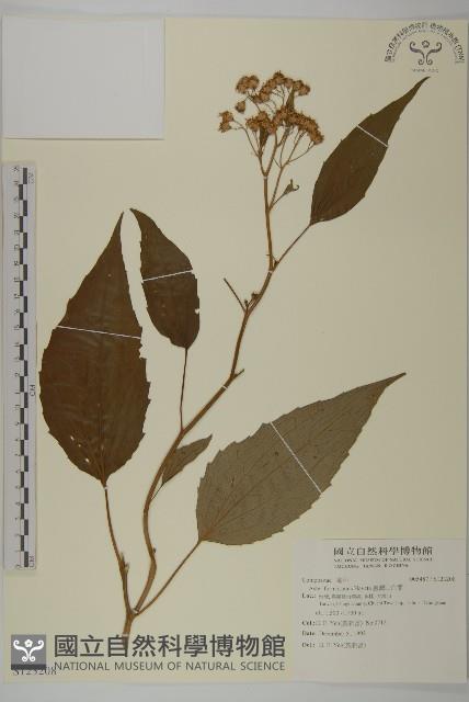 臺灣山白蘭藏品圖，第1張