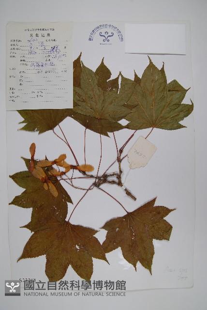 登錄號:S023208藏品圖，第1張